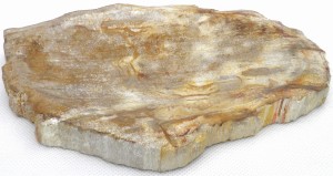 Popielniczka kamienna skamieniałe drewno 23x17cm PF2