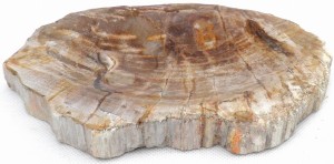 Popielniczka kamienna skamieniałe drewno 22x16cm PF3