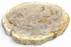 Taca kamienna skamieniałe drewno 26,5 x 25 cm