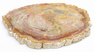 Taca kamienna skamieniałe drewno 29 x 23,5 cm 