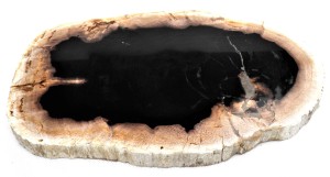 Taca kamienna skamieniałe drewno 30,5 x 19,5 cm  