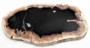 Taca kamienna skamieniałe drewno 31 x 19,5 cm   