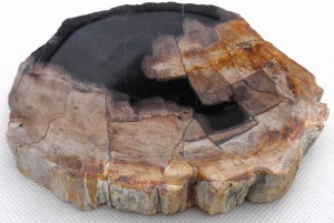 Mydelniczka kamienna skamieniałe drewno 14x13cm MF15