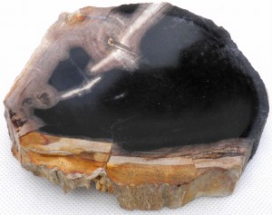 Mydelniczka kamienna skamieniałe drewno 14x12,5cm MF46