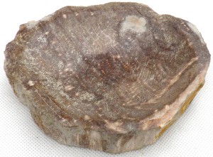 Mydelniczka kamienna skamieniałe drewno 14,5x12cm MF22