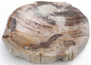 Mydelniczka kamienna skamieniałe drewno 13x11cm MF21