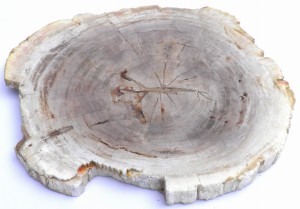 Taca kamienna skamieniałe drewno 29 x 26 cm T30