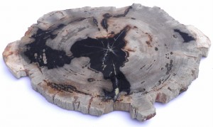 Taca kamienna skamieniałe drewno 36 x 29 cm T32