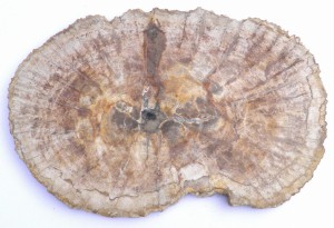 Taca kamienna skamieniałe drewno 31,5 x 21 cm T33