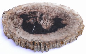 Taca kamienna skamieniałe drewno 30 x 23 cm T34