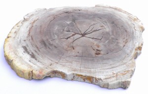 Taca kamienna skamieniałe drewno 28,5 x 24,5 cm T35