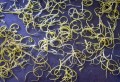 phpThumb_generated_thumbnailjpg (9).jpg